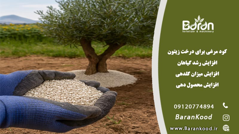 کود مرغی برای درخت زیتون
