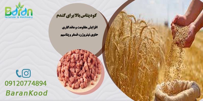 کود پتاس بالا برای گندم