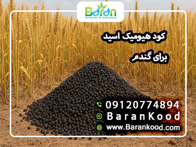 کود اسید هیومیک برای گندم